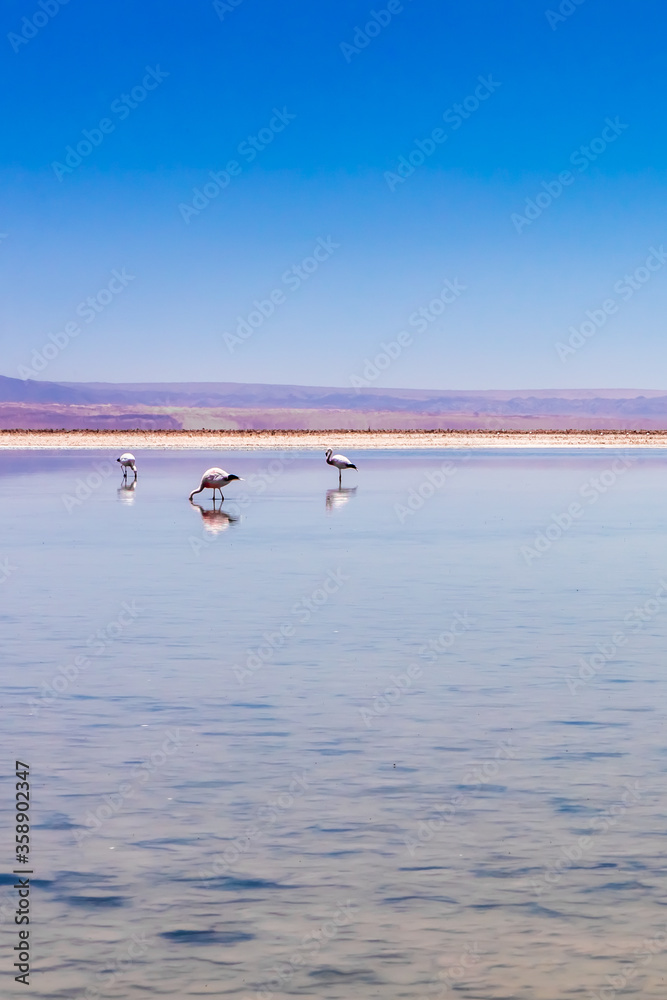 Laguna Chaxa, Atacama Desert, Chile.