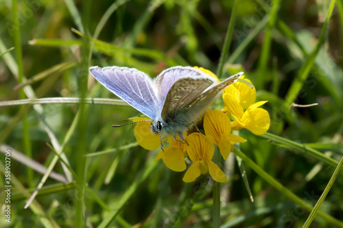 A Common Blue Butterfly nectaring on Horseshoe Vetch. photo