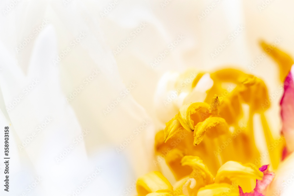 Blurred closeup view of a flower as an abstraction. Blurred closeup view of a flower as an abstraction.