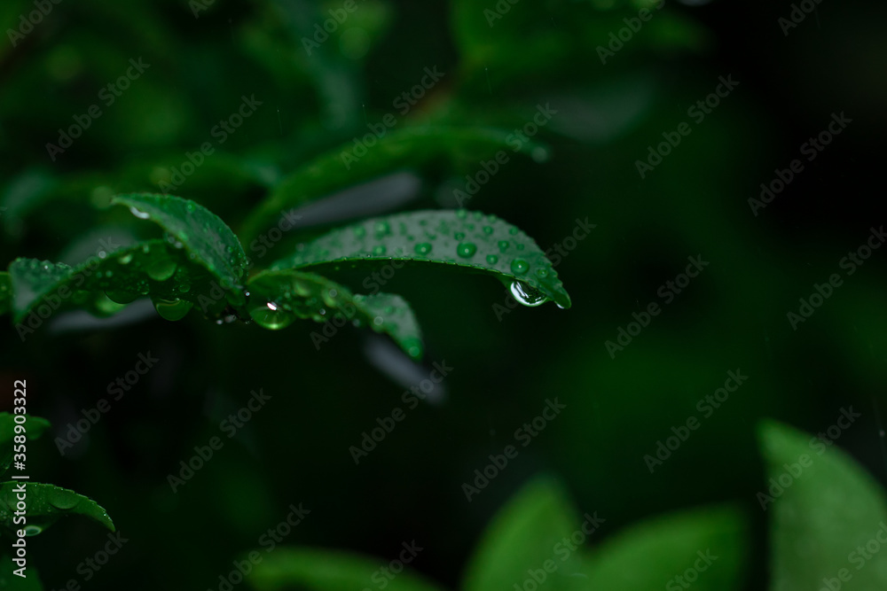 雨に濡れた葉 雨に濡れた葉