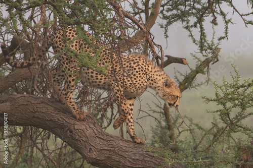 Adult Cheetah coming down out of a tree