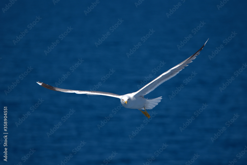 seagull flies over a ship in the Aegean Sea seagull flies over a ship in the Aegean Sea