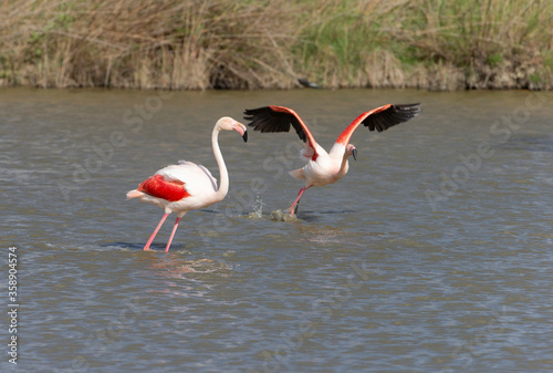 Beautiful Flamingos on the Rhine Delta in France