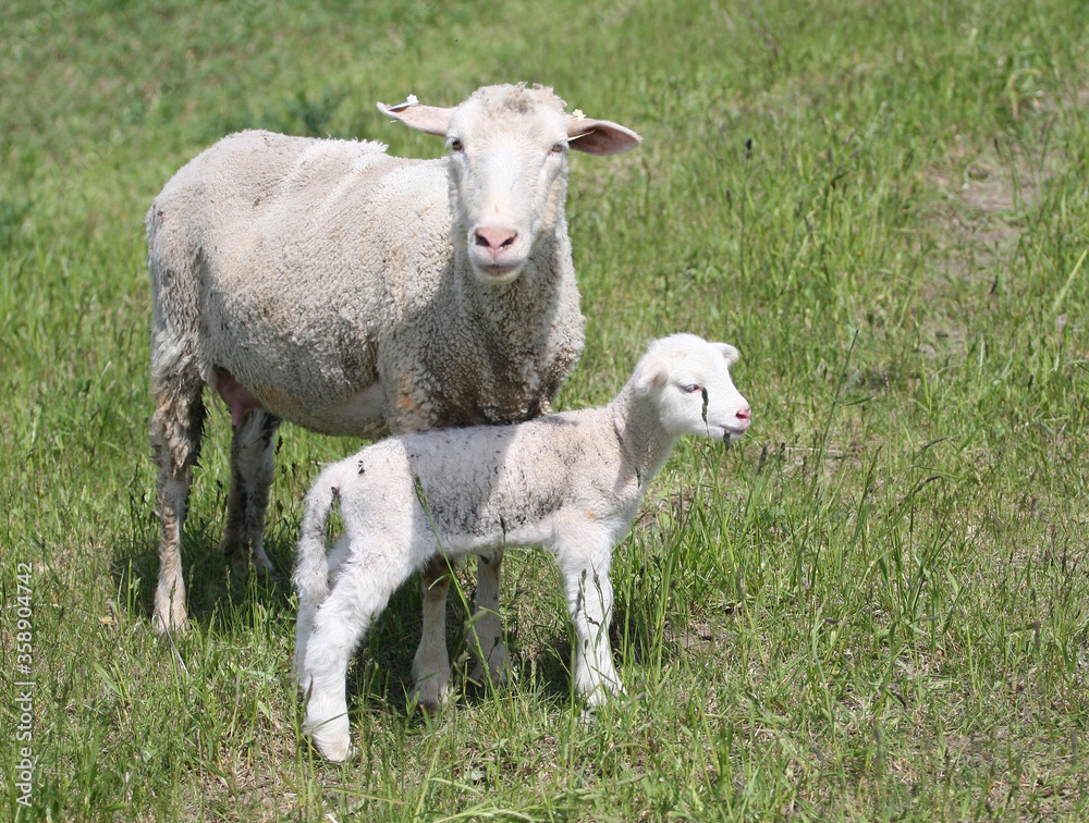 Sheep on small farm in upstate New York Sheep on small farm in upstate New York