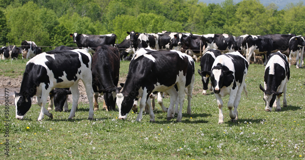 Dairy Cows on a Northern New York Farm