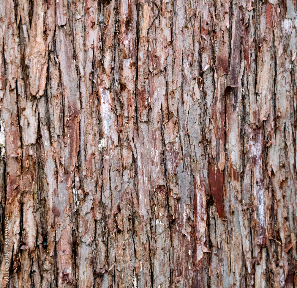 Closeup of old weather beaten tree bark texture background pattern Closeup of old weather beaten tree bark texture background pattern