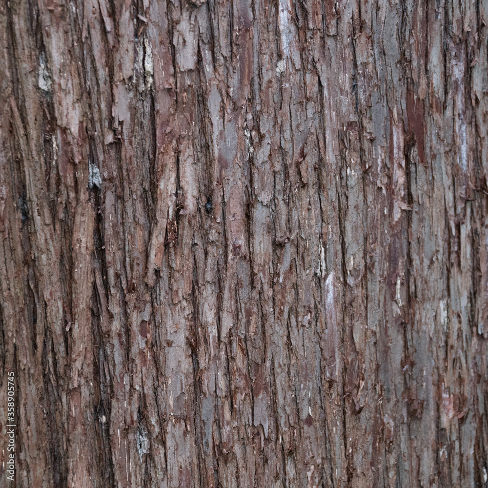 Closeup of old weather beaten tree bark texture background pattern Closeup of old weather beaten tree bark texture background pattern