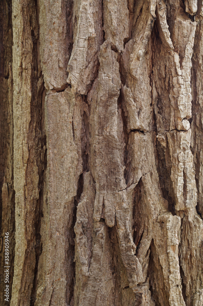 Closeup of old weather beaten tree bark texture background pattern Closeup of old weather beaten tree bark texture background pattern
