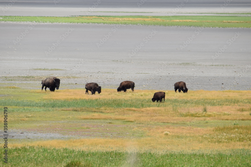 Bison on the edge of the lake
