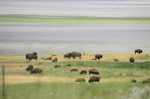 Bison on the Lake 2