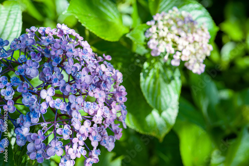 梅雨の季節のあじさい