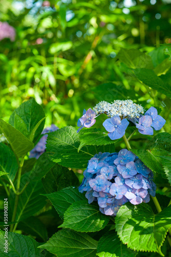 梅雨の季節のあじさい