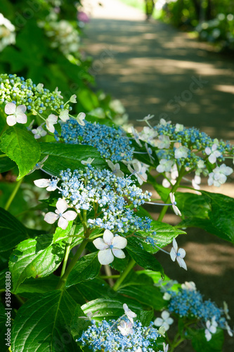 梅雨の季節のあじさい