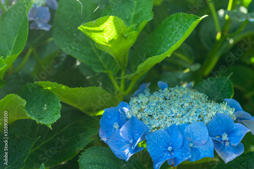梅雨の季節のあじさい
