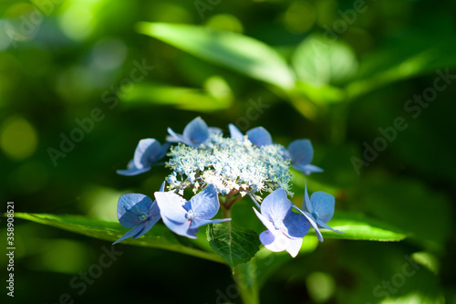 梅雨の季節のあじさい