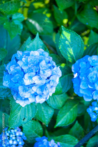 梅雨の季節のあじさい