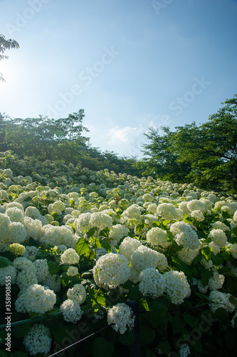 梅雨の季節のあじさい