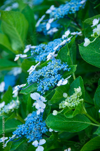 梅雨の季節のあじさい