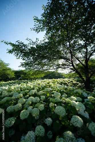 梅雨の季節のあじさい