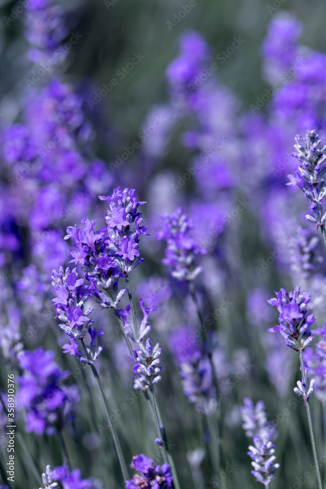 Obraz premium Fresh lavender flowers.