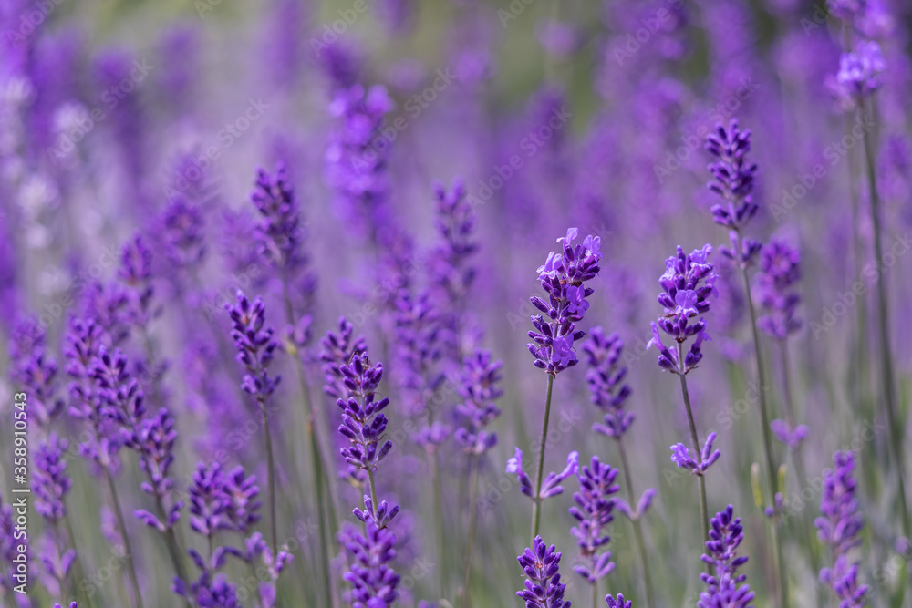 Obraz premium Fresh lavender flowers.