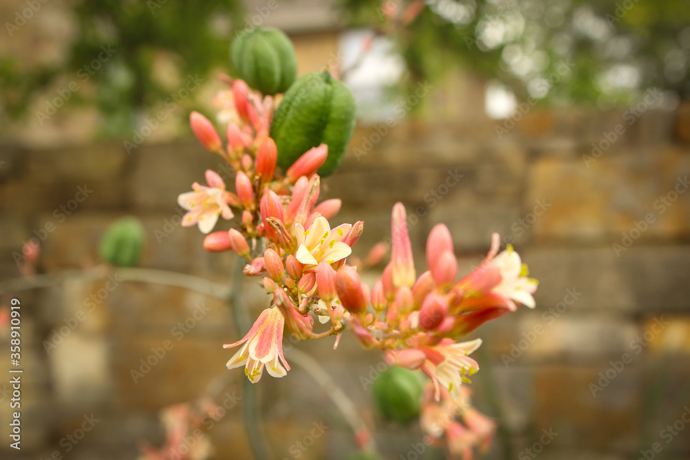 Red Yucca Plant, center frame, detail with blur and vignette Red Yucca Plant, center frame, detail with blur and vignette