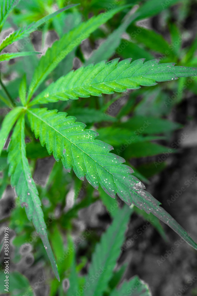 A close up shot of cannabis leaves. Organic A close up shot of cannabis leaves. Organic