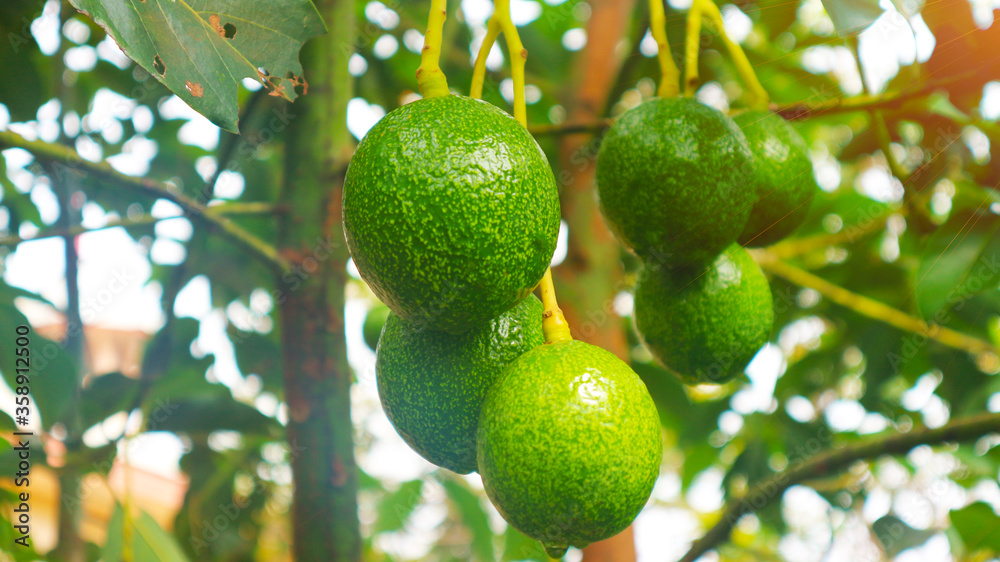 The 8th avocado species in the avocado breeding park, Tak, Thailand The 8th avocado species in the avocado breeding park, Tak, Thailand