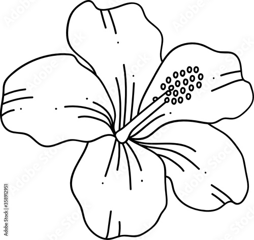modern minimalist line art hibiscus flower