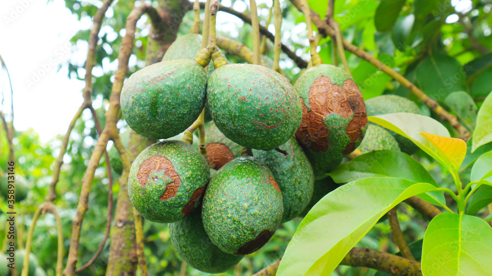 Fototapeta premium Hass avocado in avocado breeding park, Tak province, Thailand