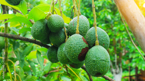 The 8th avocado species in the avocado breeding park  Tak  Thailand