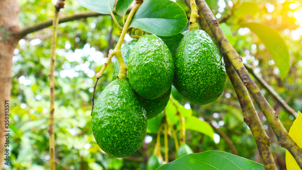 Hass avocado in avocado breeding park, Tak province, Thailand Hass avocado in avocado breeding park, Tak province, Thailand