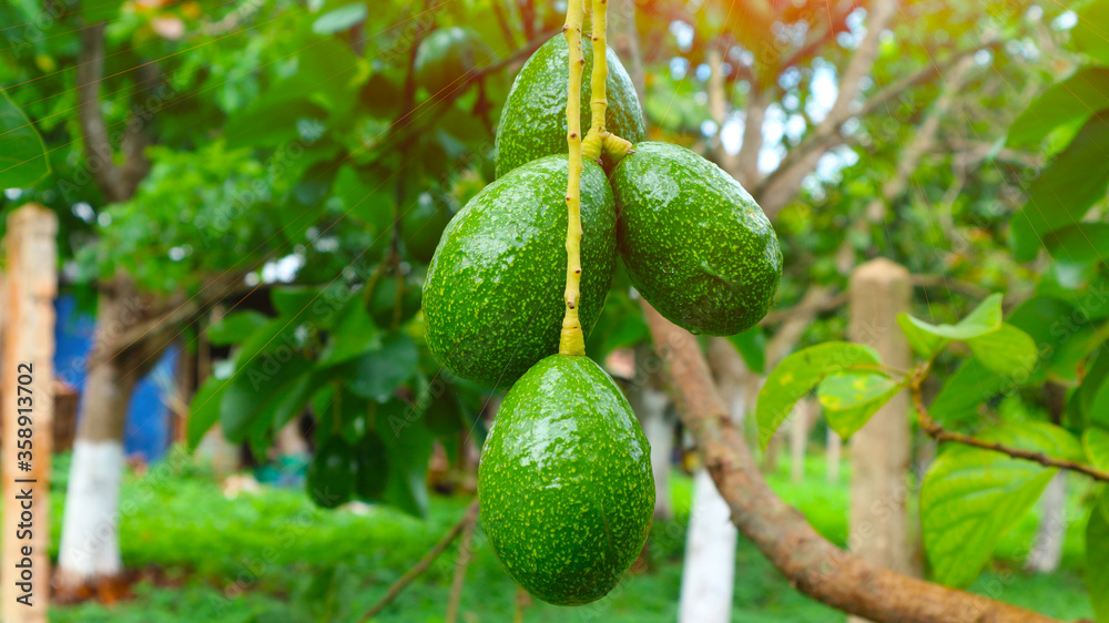 The 8th avocado species in the avocado breeding park, Tak, Thailand	
