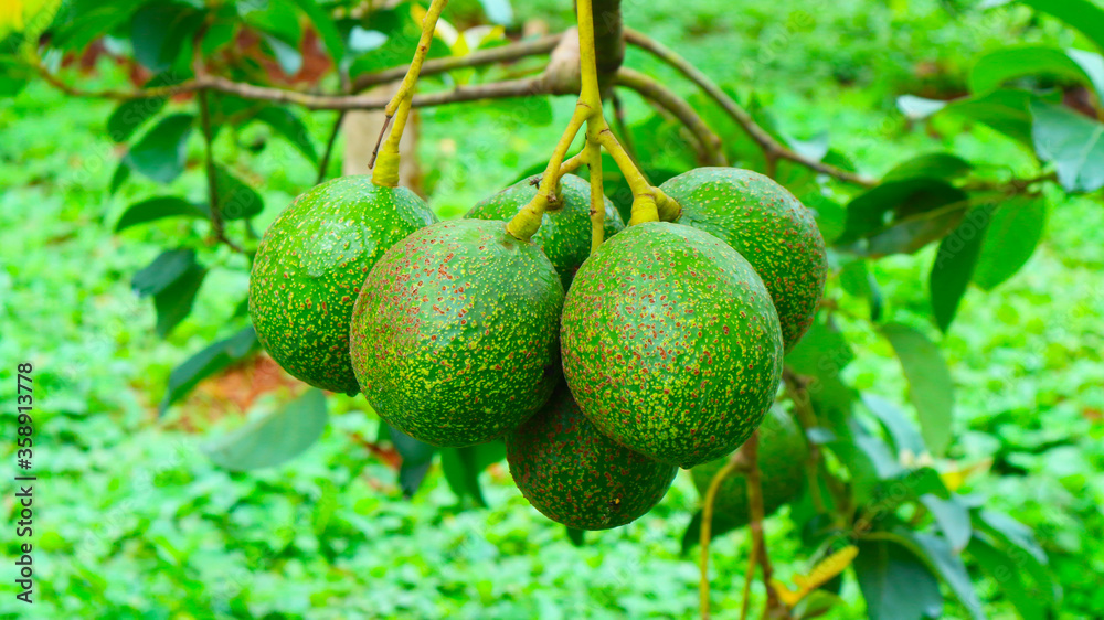 The 8th avocado species in the avocado breeding park, Tak, Thailand
The 8th avocado species in the avocado breeding park, Tak, Thailand