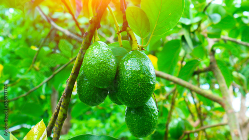 Avocado Strains Booth 8 in avocado breeding park, Tak province, Thailand photo