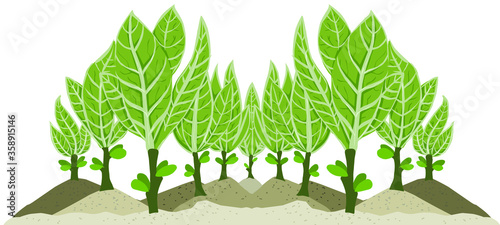 Planting tobacco leaves. Background vector eps 10.