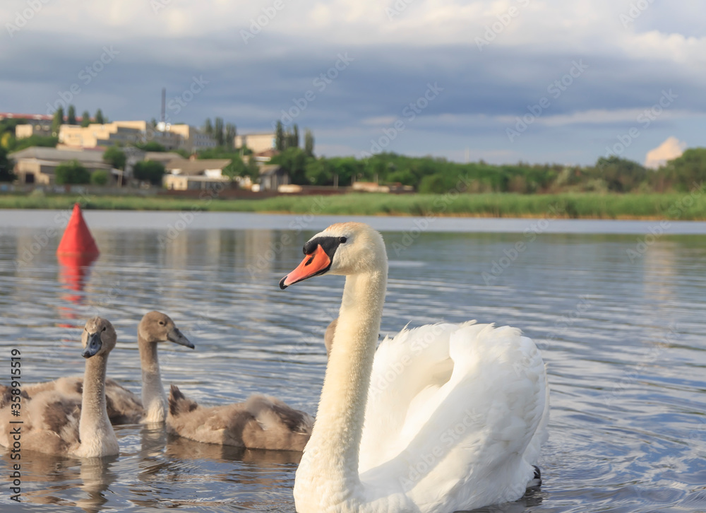 swan with young swans on the background of the town swan with young swans on the background of the town