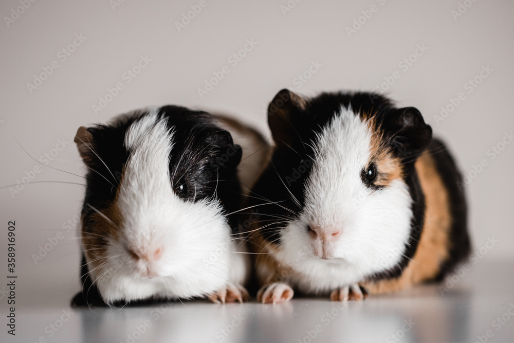 Two tri colored tan, blank and white american breed guinea pigs sitting next to each other, shallow depth of field selective focus taken with a macro lens Two tri colored tan, blank and white american breed guinea pigs sitting next to each other, shallow depth of field selective focus taken with a macro lens