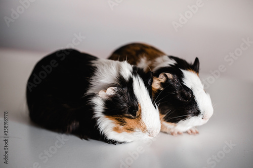 Two tri colored tan, blank and white american breed guinea pigs sitting next to each other, shallow depth of field selective focus taken with a macro lens