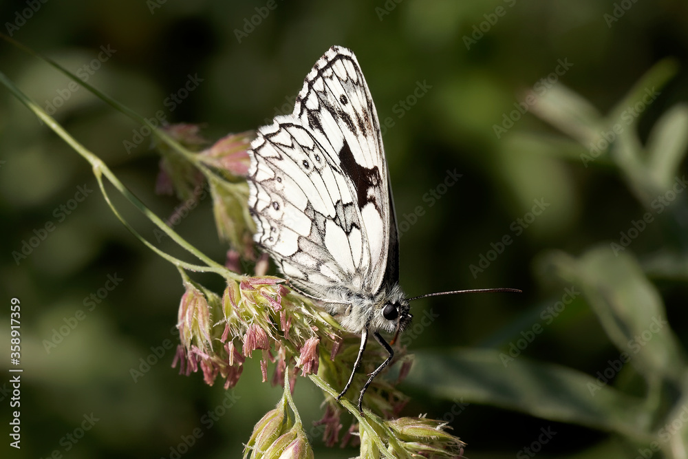Fototapeta premium A Marbled White Butterfly sitting on A grass seed head.