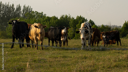 cows in a field staring