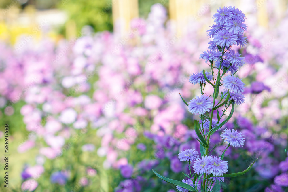 Obraz premium Closeup and crop Aster flowers in a public park garden with natural sun light on blurry background.