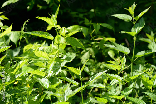 Green nettle leaves in the summer forest on a sunny day. Medicinal plant in the natural environment