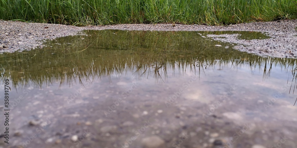 grass and water grass and water