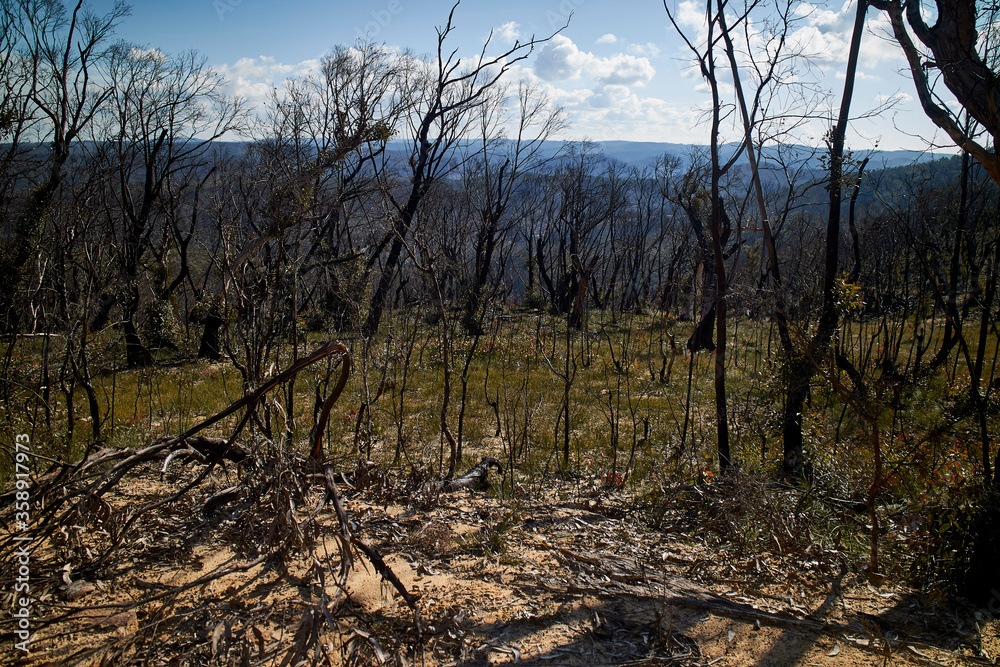 Burnt forests in the Blue Mountains, Blackheath, NSW, Australia. Burnt forests in the Blue Mountains, Blackheath, NSW, Australia.