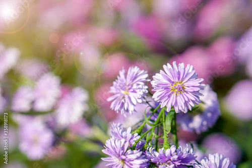 Closeup and crop Aster flowers in a public park garden with natural sun light on blurry background.