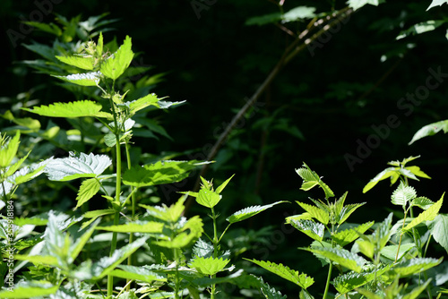 Green nettle leaves in the summer forest on a sunny day. Medicinal plant in the natural environment
