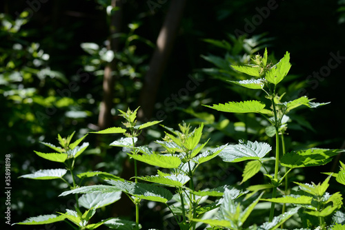 Green nettle leaves in the summer forest on a sunny day. Medicinal plant in the natural environment