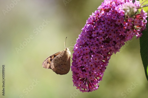 Common Brown Butterfly (Heteronympha merope) on Buddleja flower, South Australia photo