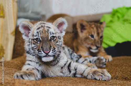Fototapeta Naklejka Na Ścianę i Meble -  photo of a tiger cub behind which lies a lion cub